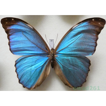 Morpho menelaus (Linnaeus, 1758) Peru 113mm30